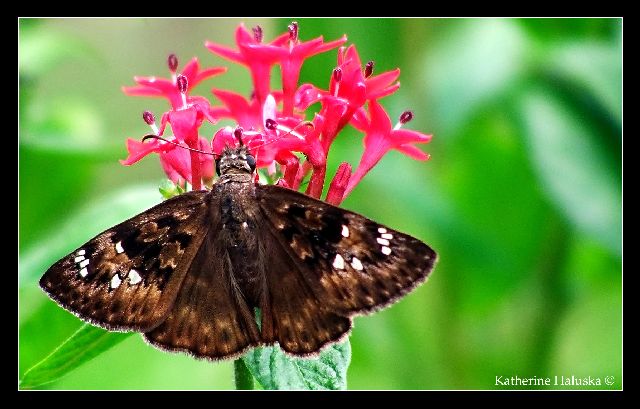skipper butterfly