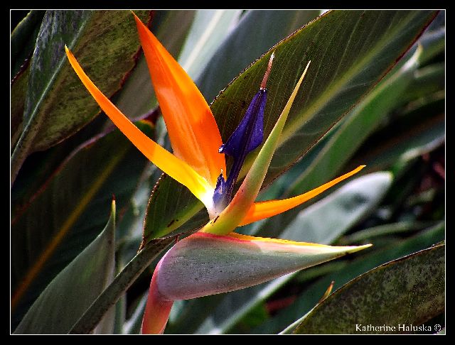 bird of paradise