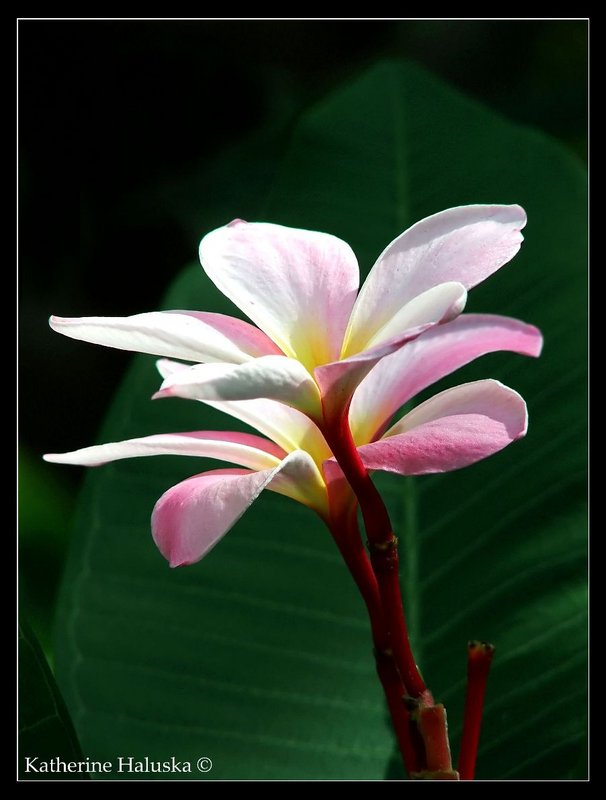 Pink frangipani double.jpg