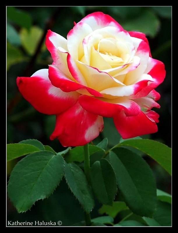 red and white rose.jpg