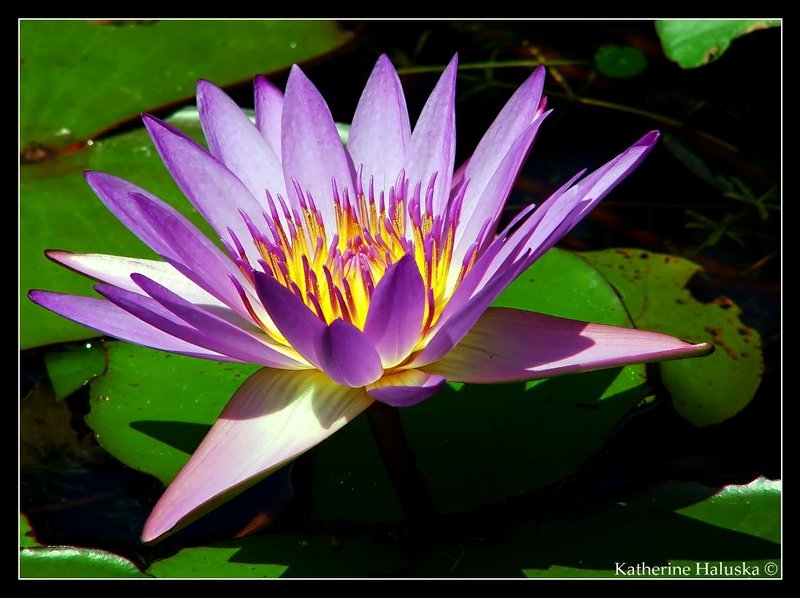 Water lily