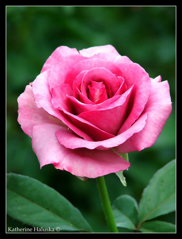 Pink Rose Leu Gardens