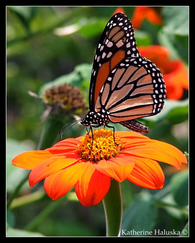 Monarch on Orange