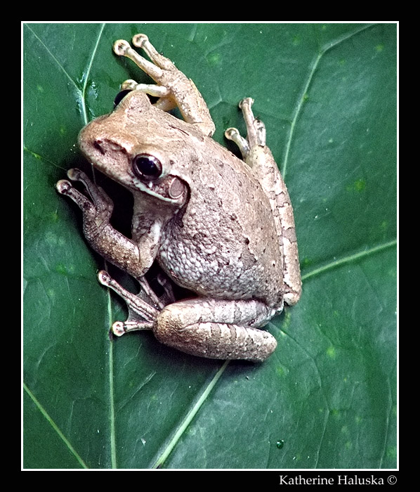 cuban tree frog