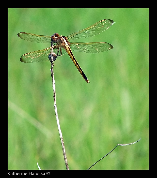 Dragonfly