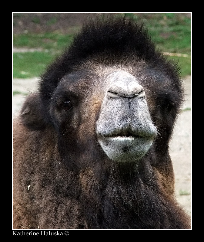 camel