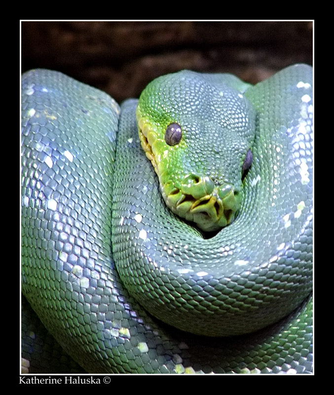 green tree python