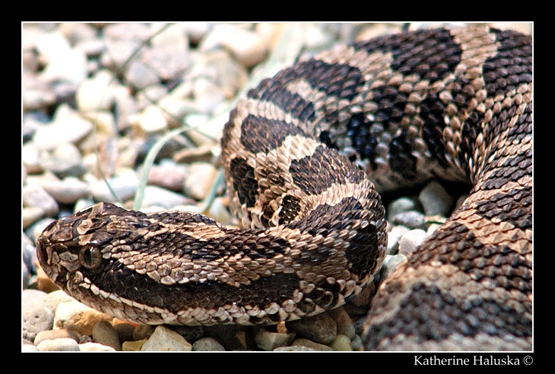 massasauga