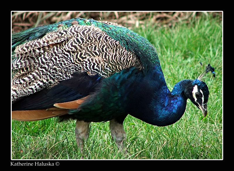 peacock