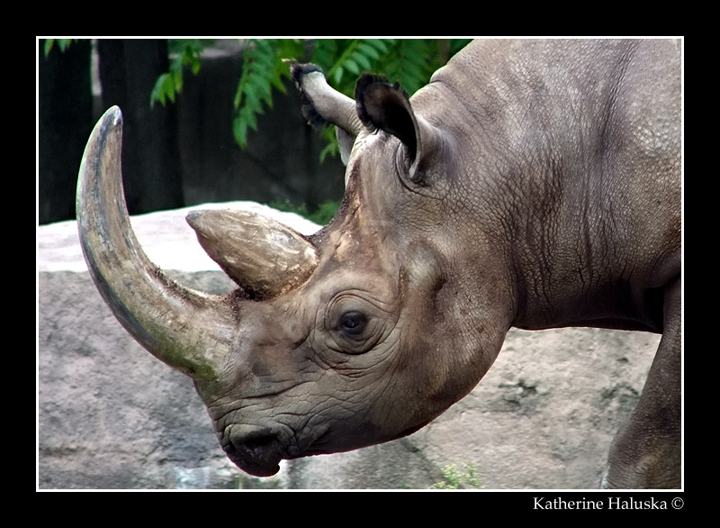 rhino