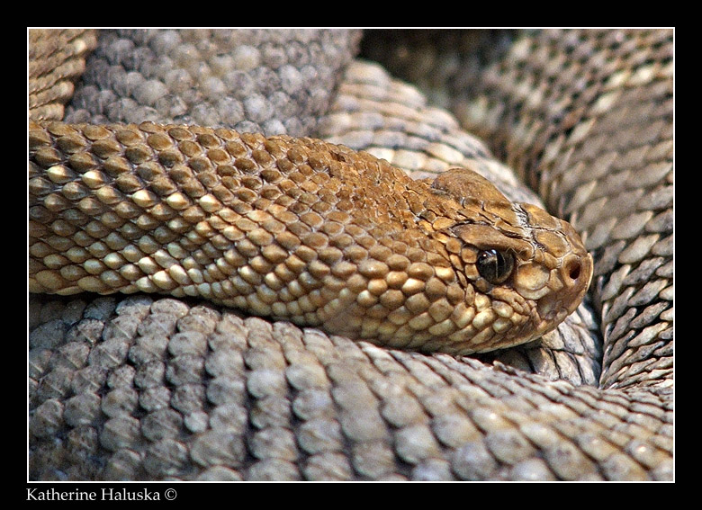 Viper