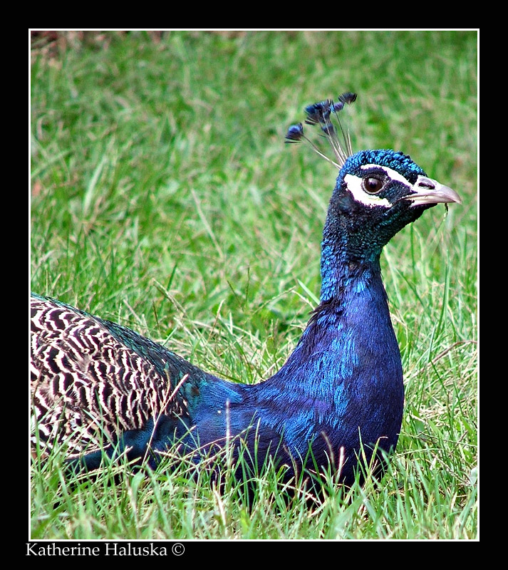 peacock