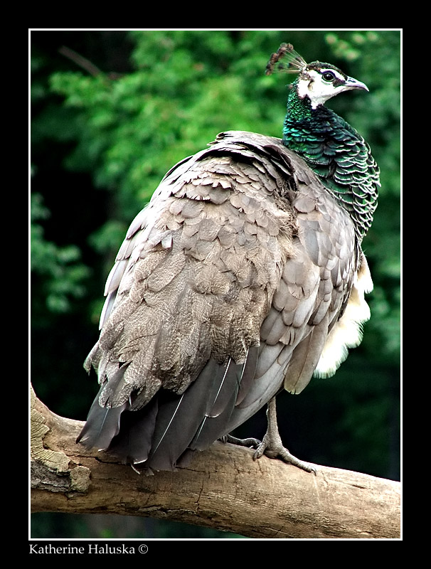 peahen