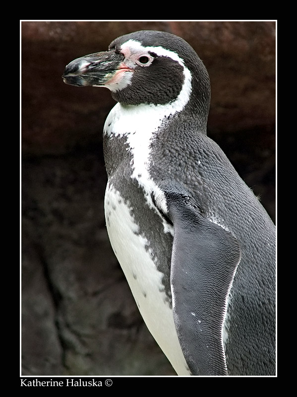 penguin