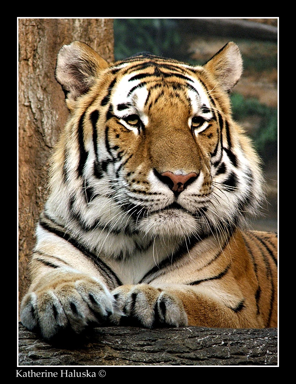 Milwaukee Zoo Tiger