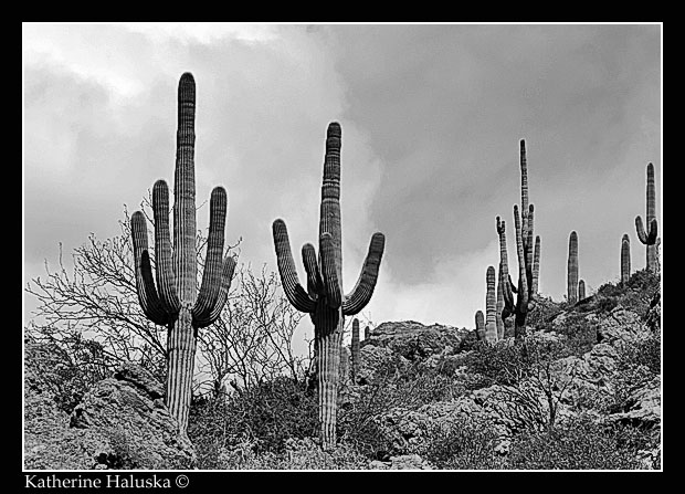 Apache Trail Saguaro