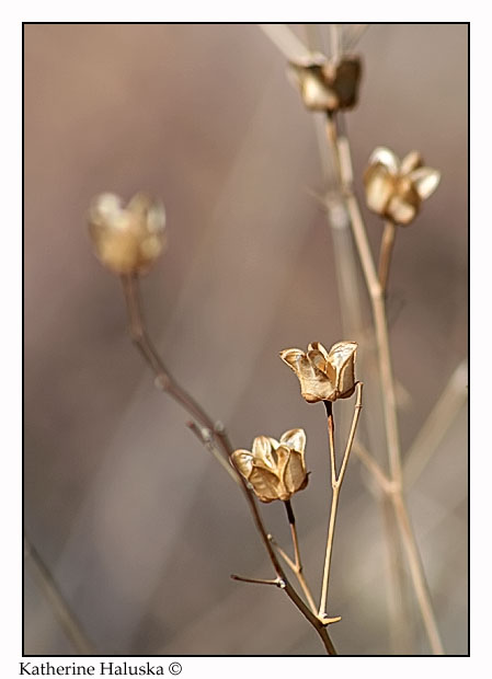 Dried Flowers