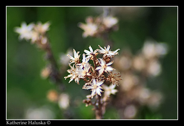 white flowers