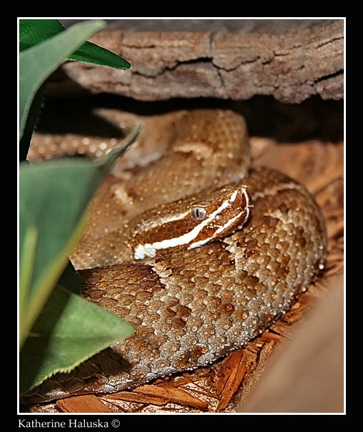 Ridgenose Rattlesnake