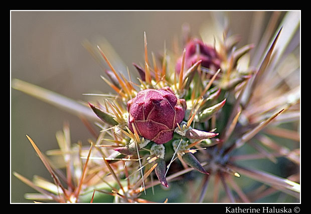 Cactus Bloom