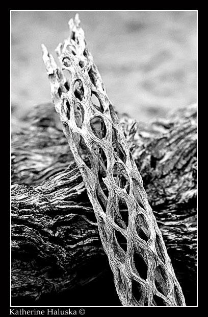 cactus skeleton