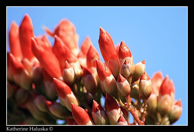 Ocotillo Flower macro