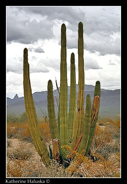Organ Pipe Cactus