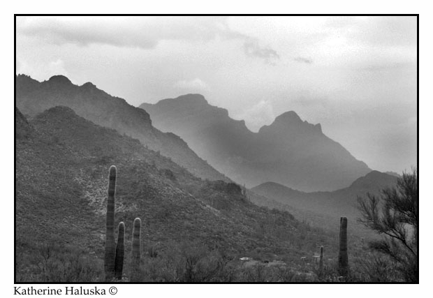 Organ Pipe Cactus Landscape