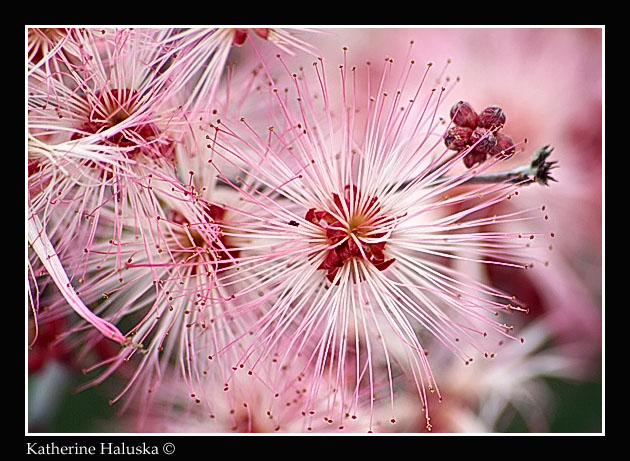 pink explosion