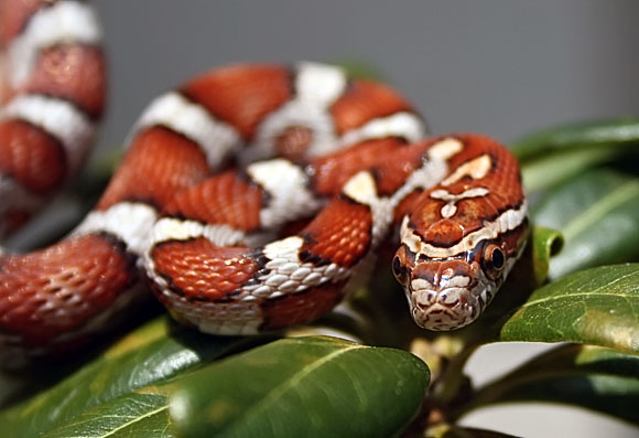 Dinah