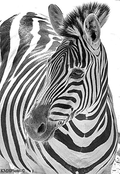 Zebra