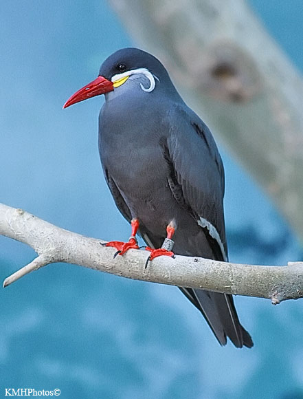 Inca Tern