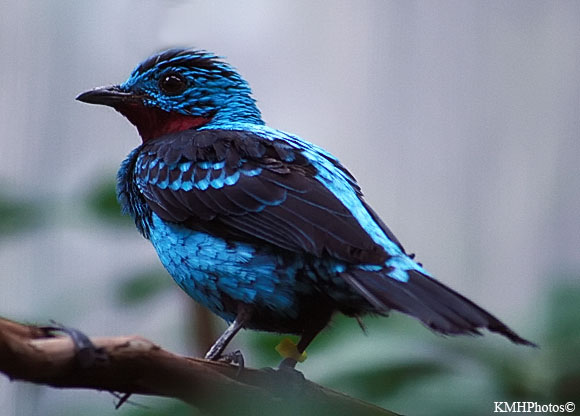 Spangled Cotinga