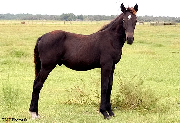 Mustang 1