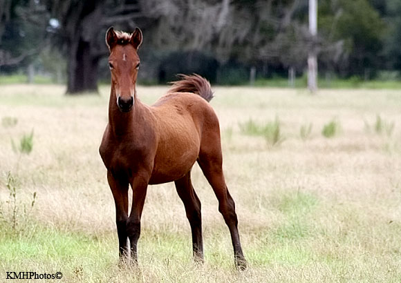 Mustang 2