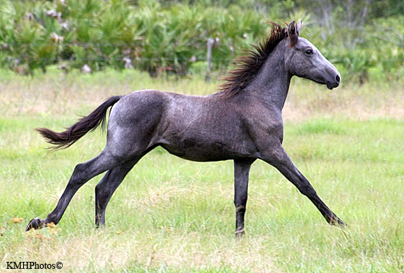 Mustang 9
