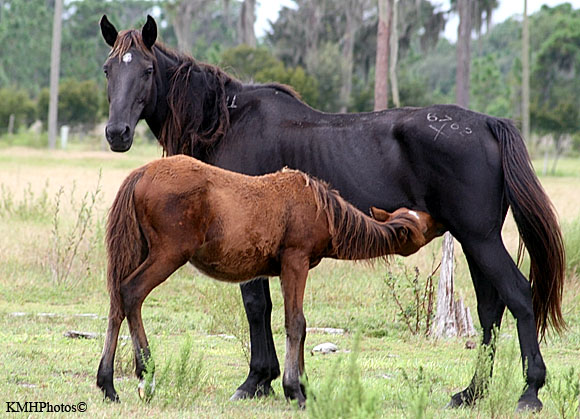 Mustang 12