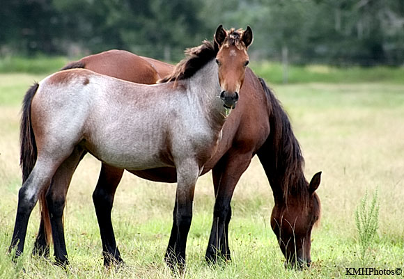 Mustang 17