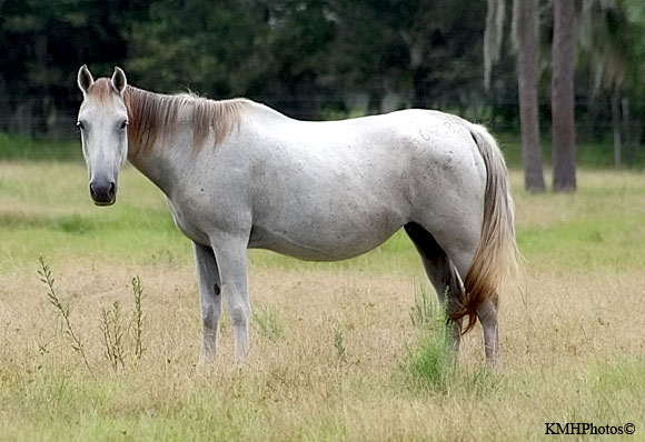 Mustang 18