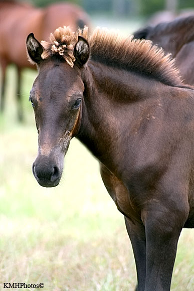 Mustang 20