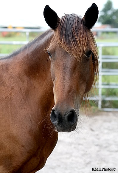 Mustang 27
