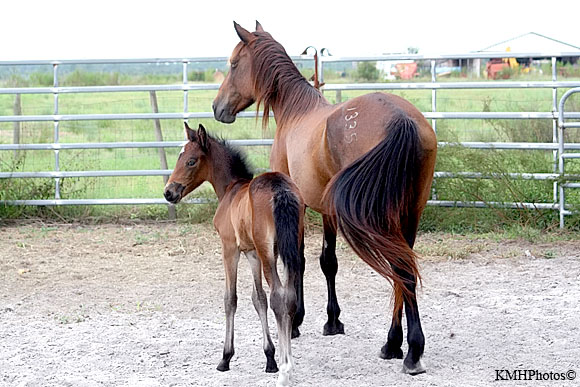 Mustang 29