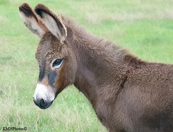 Burro 2