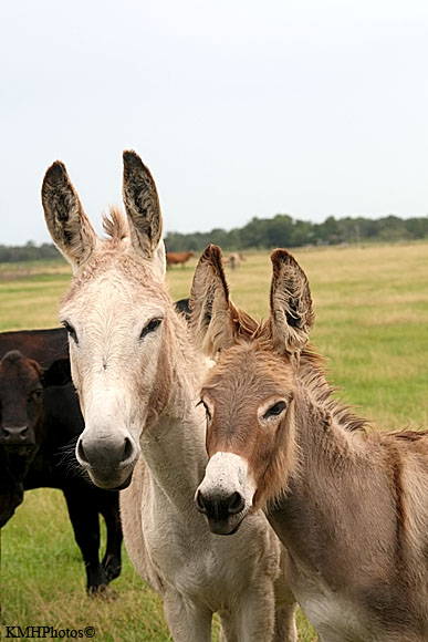 Burro 4