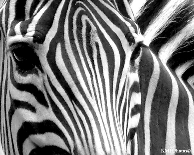 Zebra MKE
