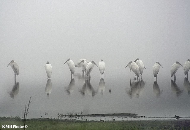 Wood Storks in fog