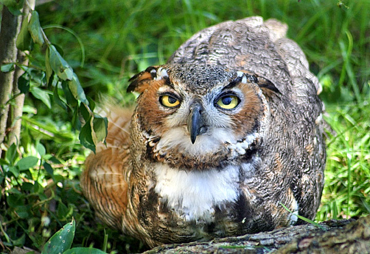 Great Horned Owl 27JAN.jpg