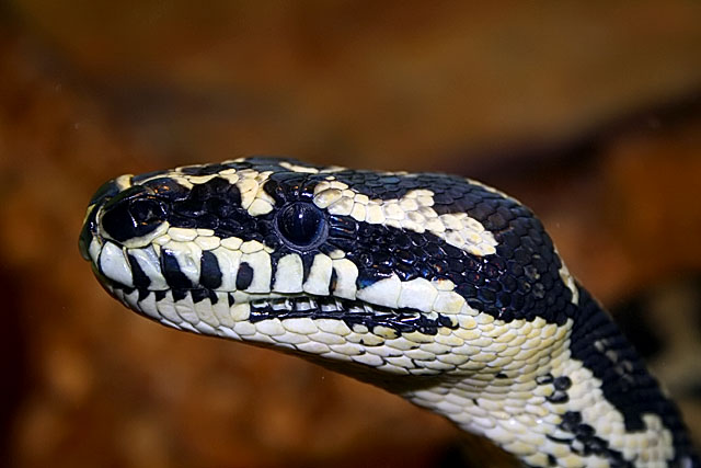 carpet python