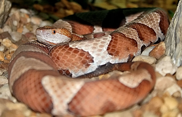 copperhead