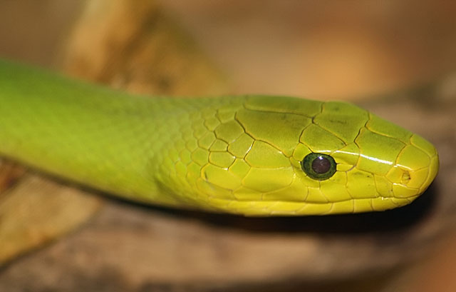 east african green mamba